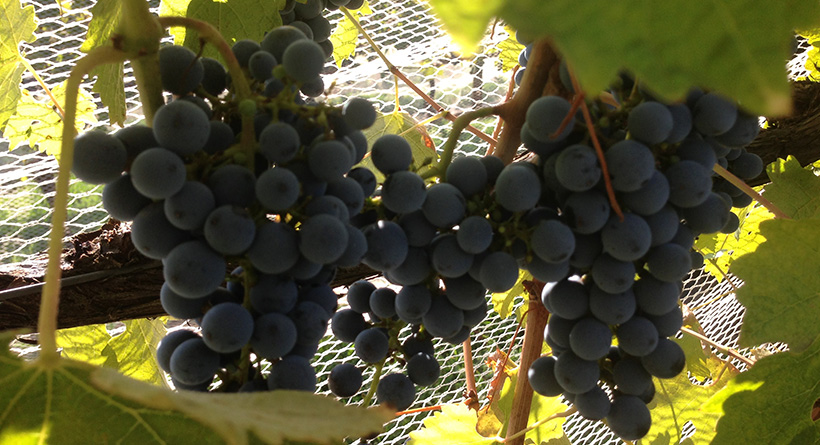 Elmswood vineyard | Halliday Wine Companion